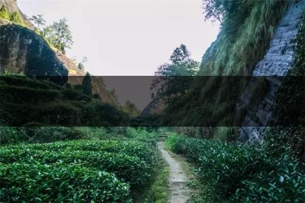 喝武夷山巖茶的香，什么是工藝香？-4