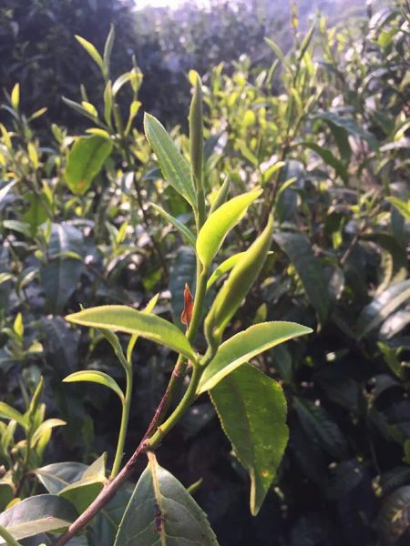 為什么古樹普洱春茶這么受追捧？