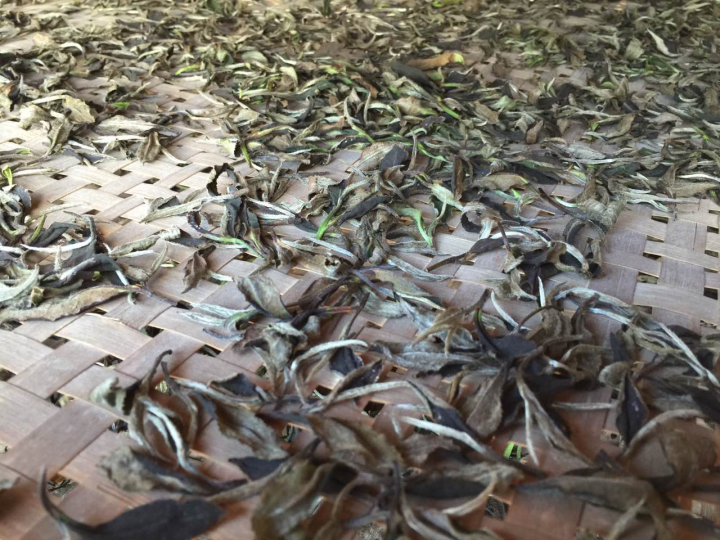 2020年普洱春茶的故事你想好了嗎？