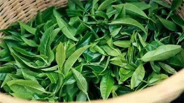 2021年曼秀古樹茶，易武的超級黑馬