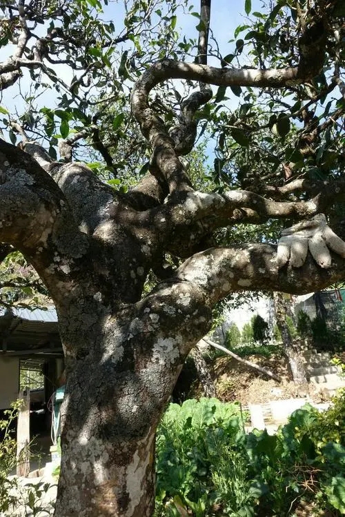 2021年冰島秋茶為何也受喜愛？