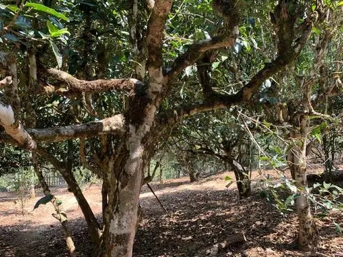 2021年磨烈古樹秋茶口感有什么特點？