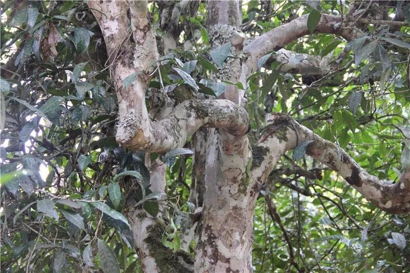 2021小戶賽古樹秋茶與冰島茶哪里不一樣？