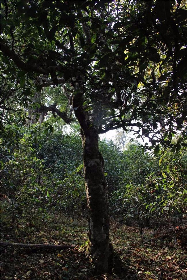 2021年大戶賽古樹秋茶特點？