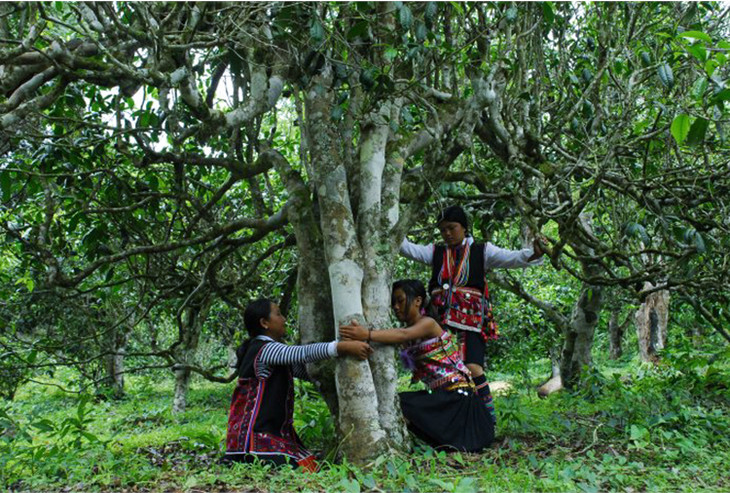 2021年大戶賽古樹秋茶品鑒！