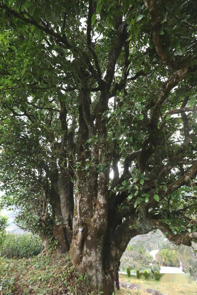 2021臨滄大戶賽秋茶因何被稱為潛力股？