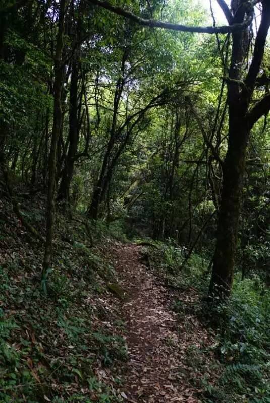 2021年大戶賽古樹秋茶價格是多少？