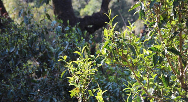 2021大雪山古樹秋茶香甜順滑！