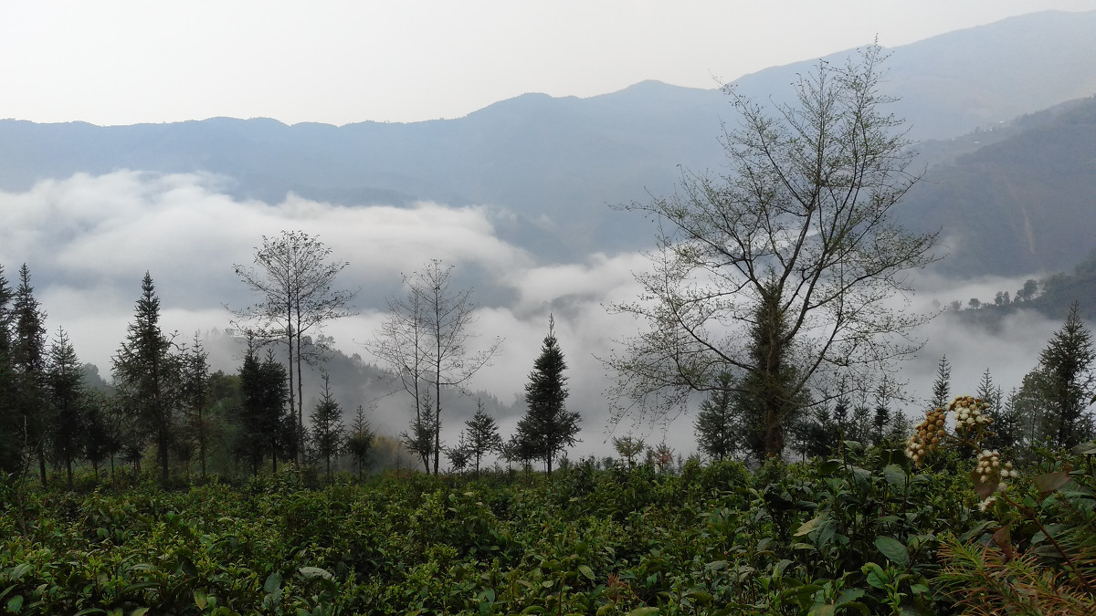 2021年大雪山古樹秋茶價格是多少？