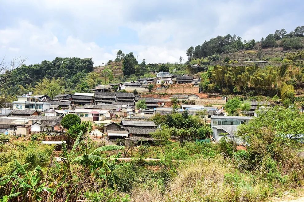 2021年正氣塘古樹秋茶特點(diǎn)是什么？