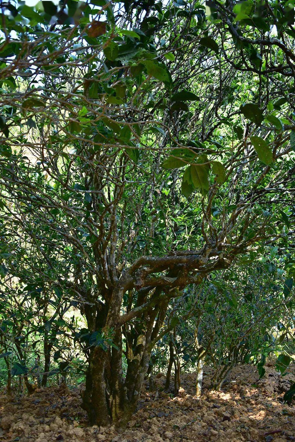 2021年正氣塘古樹秋茶口感是什么？