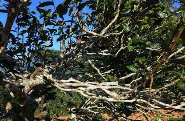 2021年正氣塘古樹秋茶花蜜香氣盈盈，冰糖甜韻深邃！