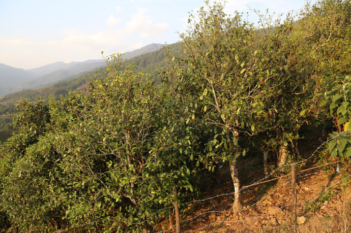 2021冰島壩歪古樹秋茶口感最接近冰島老寨！