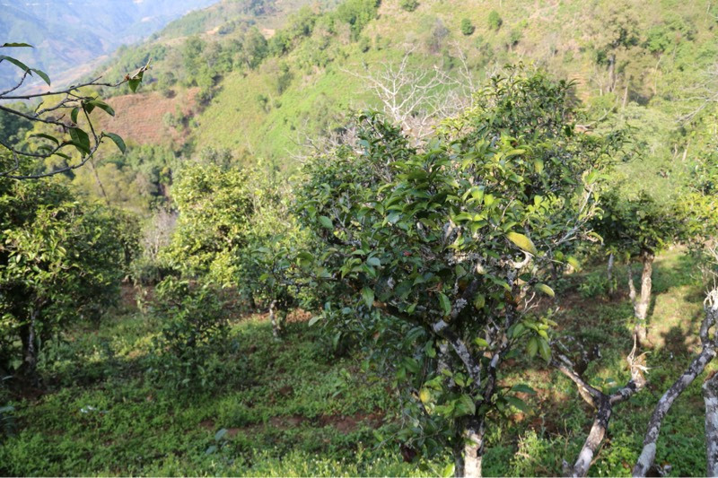 2021年冰島壩歪古樹秋茶，飲盡蘭花香，舒心又暢懷