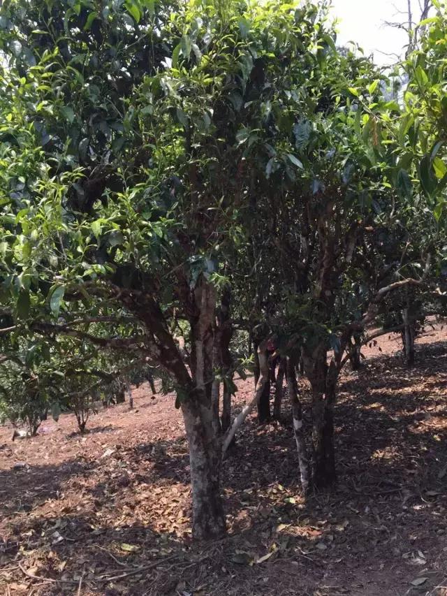 2021年冰島糯伍古樹(shù)秋茶特點(diǎn)？