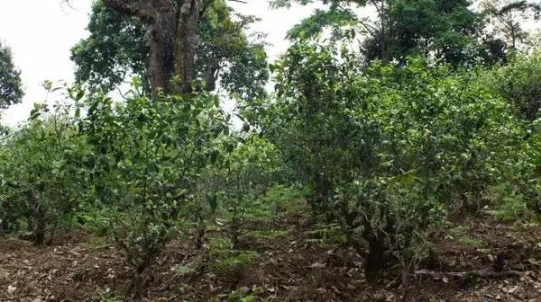 2021年冰島糯伍古樹(shù)秋茶多少錢一公斤？