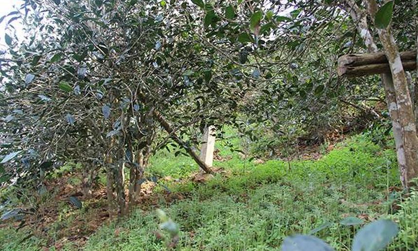 2021年昔歸古樹(shù)秋茶口感是什么？