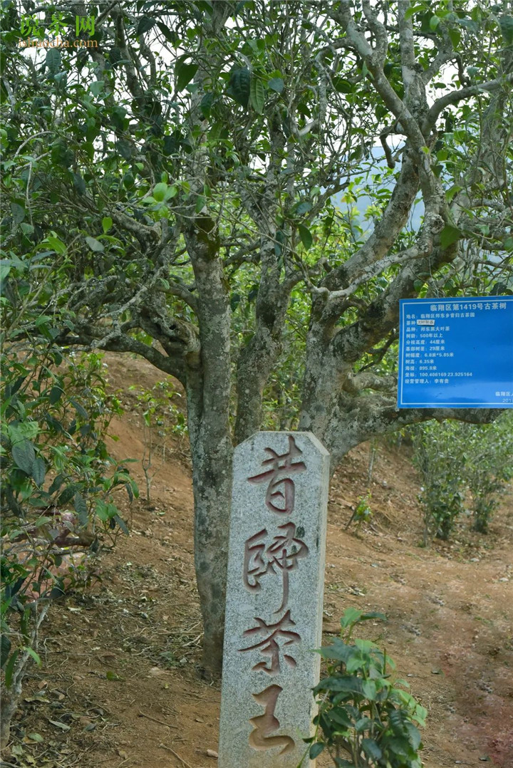 2021昔歸古樹(shù)秋茶–低海拔品質(zhì)之王