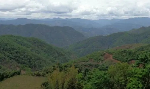 2021那罕古樹(shù)秋茶特點(diǎn)？