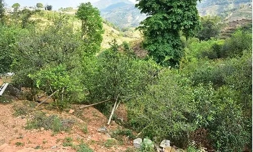 2021那罕古樹秋茶為何被稱為小昔歸？