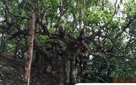 2021年忙肺古樹秋茶臨滄四大名茶之一！