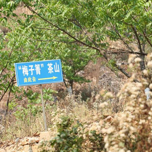 2021年梅子箐古樹秋茶口感！