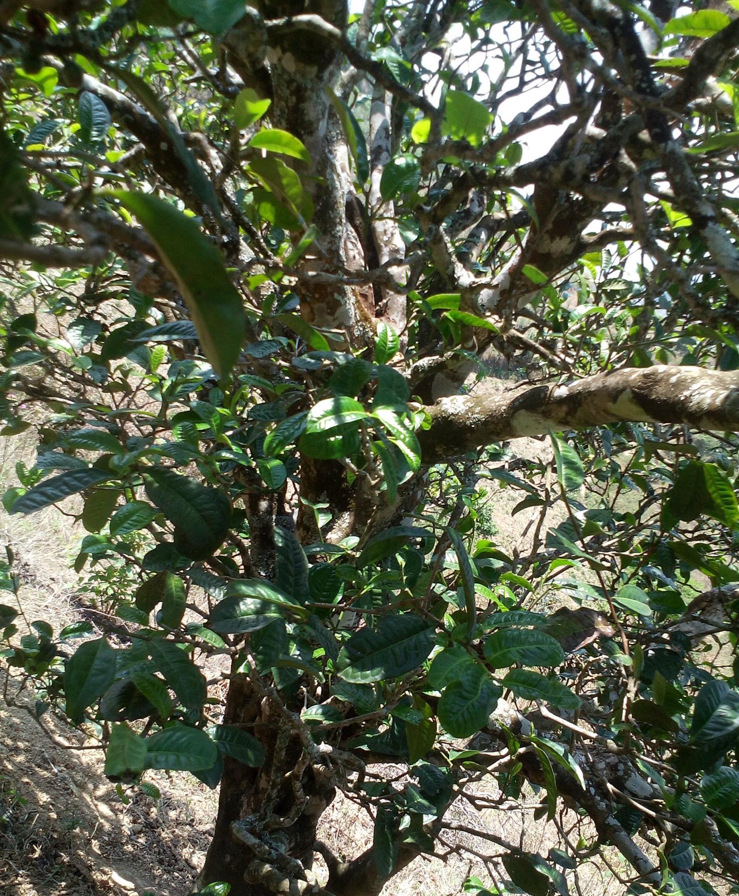 2021年巖子頭古樹秋茶特點？