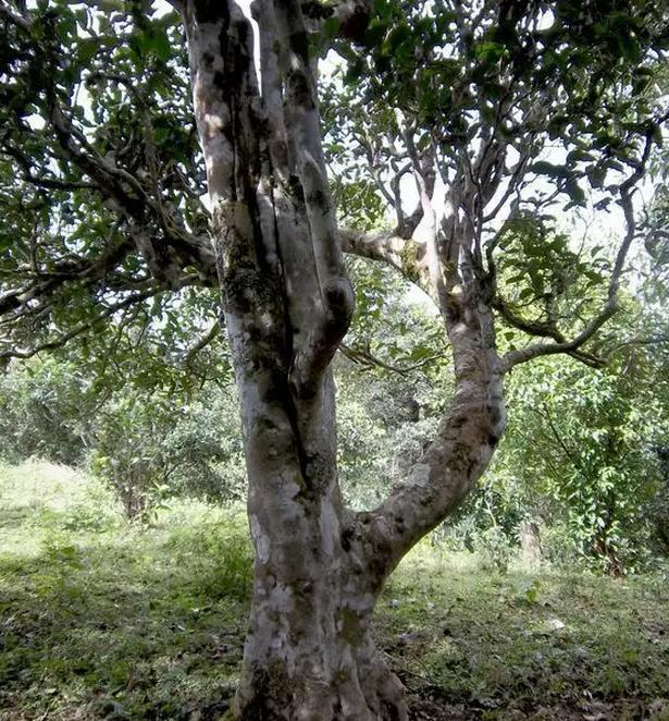 2021年巖子頭古樹秋茶，亂石出好茶！