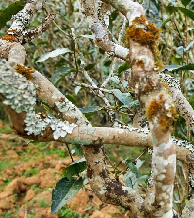 2021年巖子頭古樹秋茶多少錢一公斤？