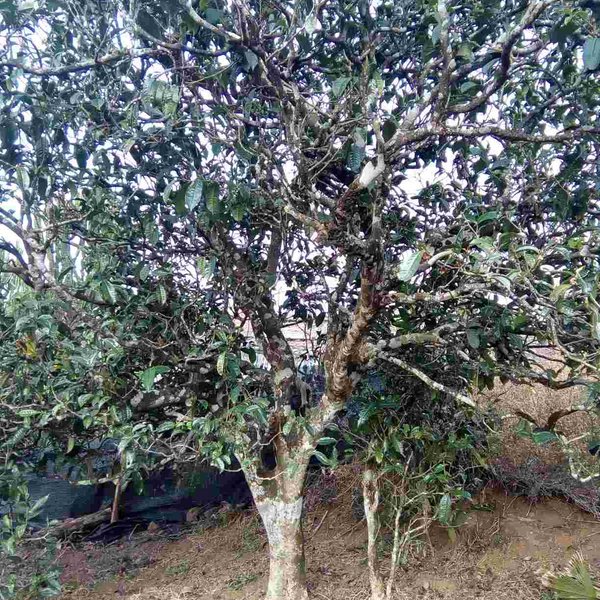 2021馬鞍山古樹秋茶口感？