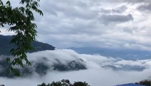 2021年白鶯山古樹秋茶多少錢一公斤？