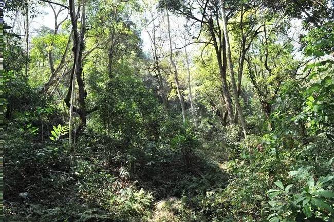 2021年老班章古樹秋茶特點？