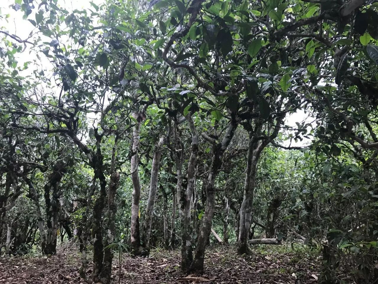 2021年老班章古樹(shù)秋茶口感是什么？