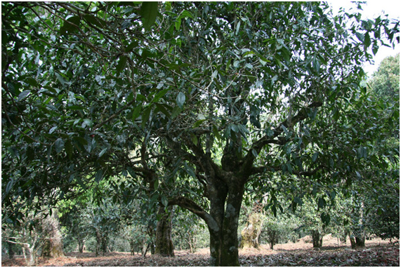 2021年老班章古樹秋茶多少錢一公斤？