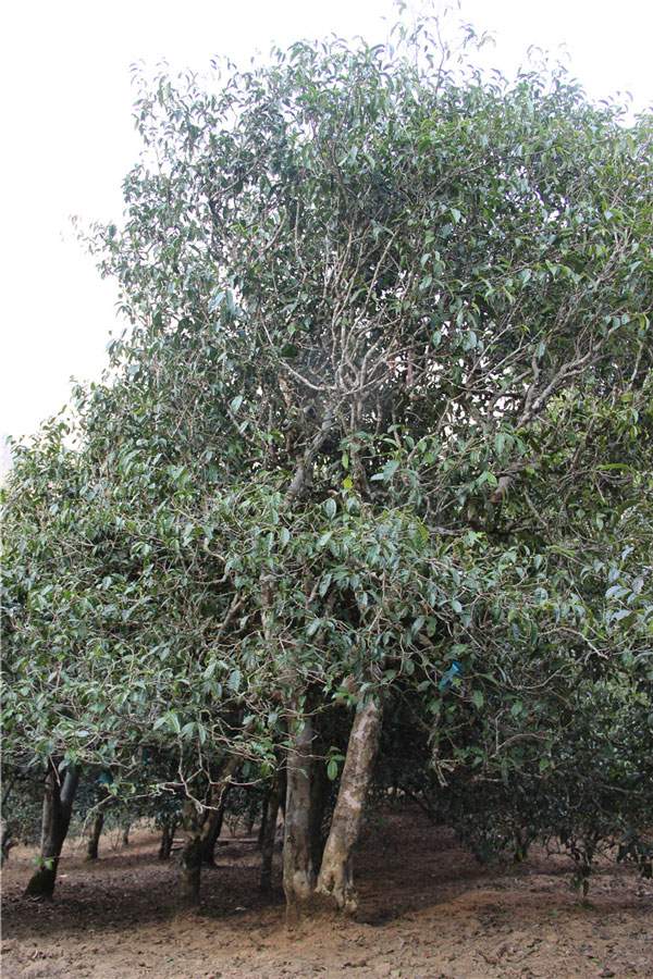 2021年新班章古樹(shù)秋茶品鑒！