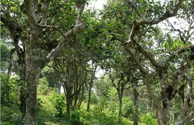 2021年新班章古樹秋茶多少錢一公斤？