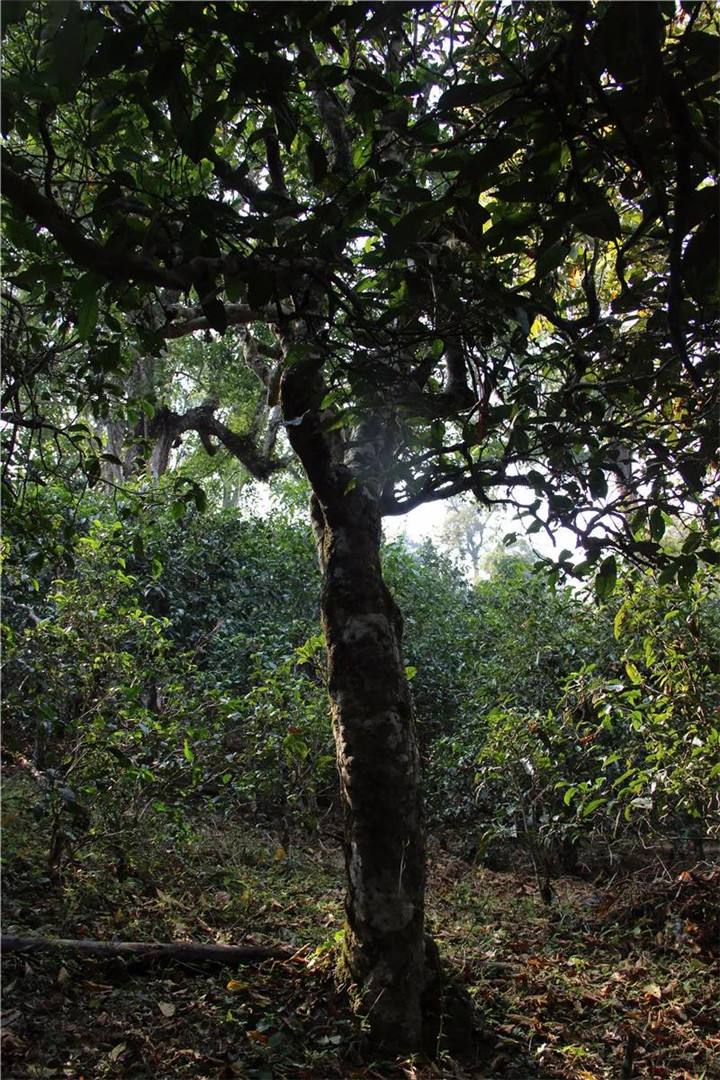 2021年老曼峨古樹(shù)秋茶口感是什么？