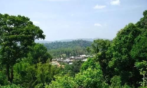 2021年老曼峨古樹秋茶口感最霸氣的山頭！