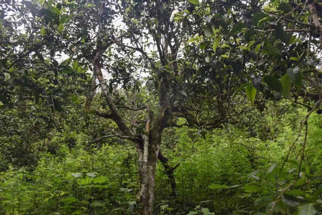 2021年班章茶區(qū)壩卡囡古樹秋茶口感？