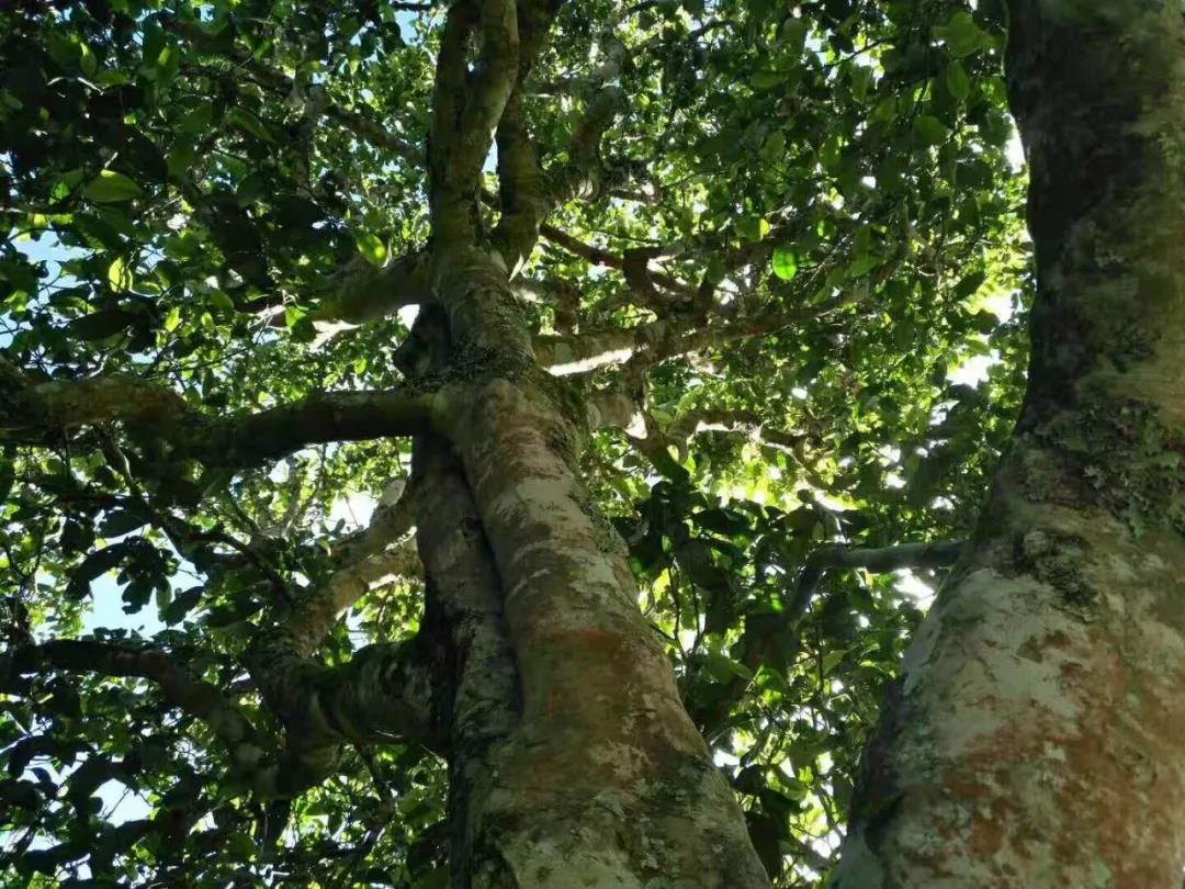 2021年班章茶區(qū)壩卡囡古樹秋茶特點(diǎn)？