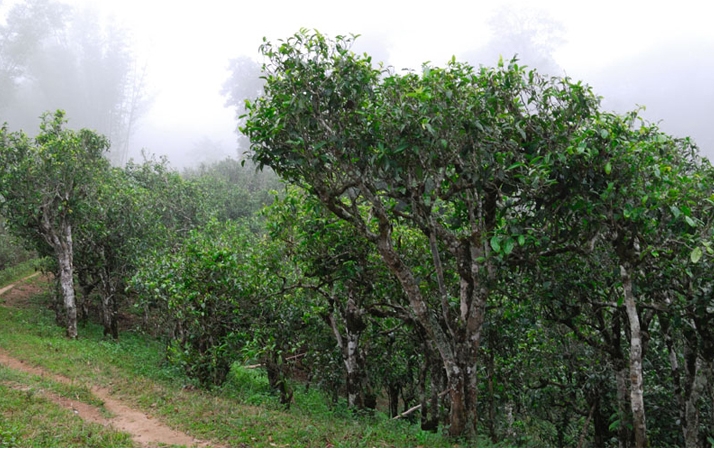 2021年班章茶區(qū)壩卡囡秋茶布朗茶系中的甜茶類！