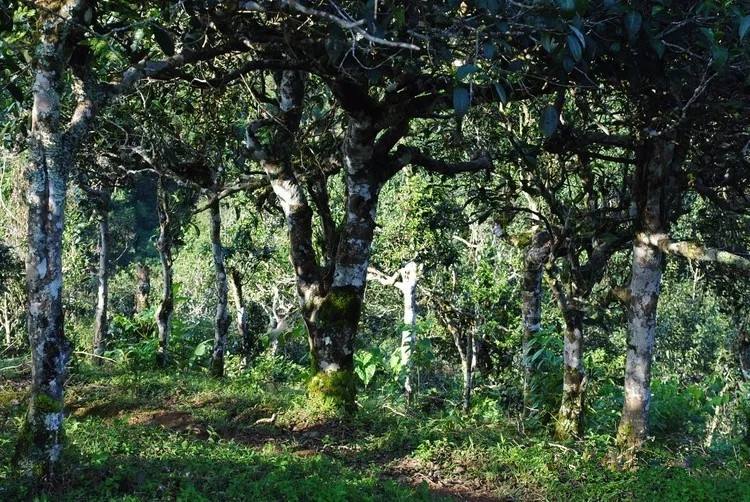 2021年賀開古樹秋茶口感！