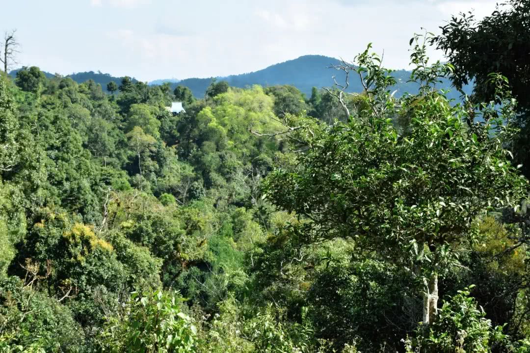 2021年賀開古樹秋茶品鑒實錄！