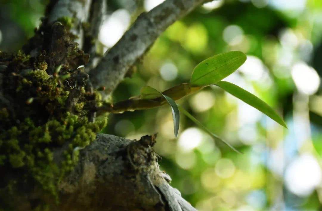 2021年賀開古樹秋茶多少錢一公斤？