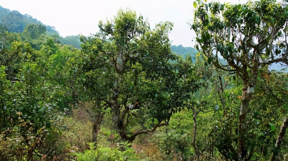 2021賀開古樹秋茶價格是多少？