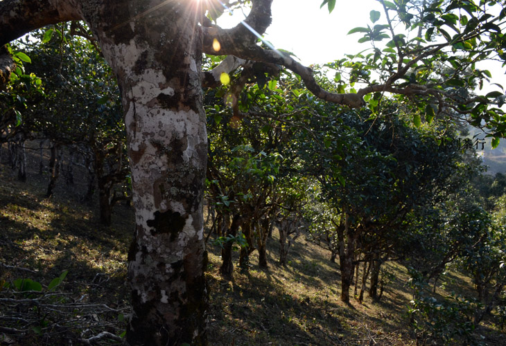 2021年班盆古樹秋茶特點？