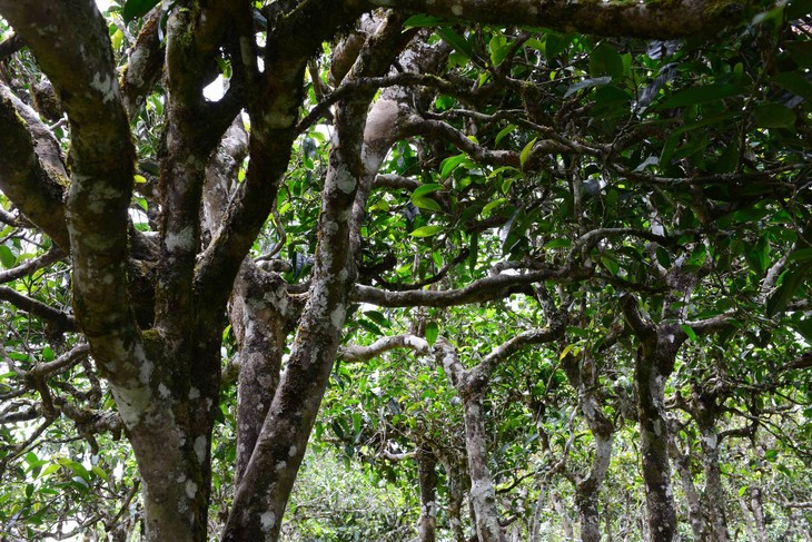 2021年老班章“鄰居”，班盆古樹秋茶茶來了！