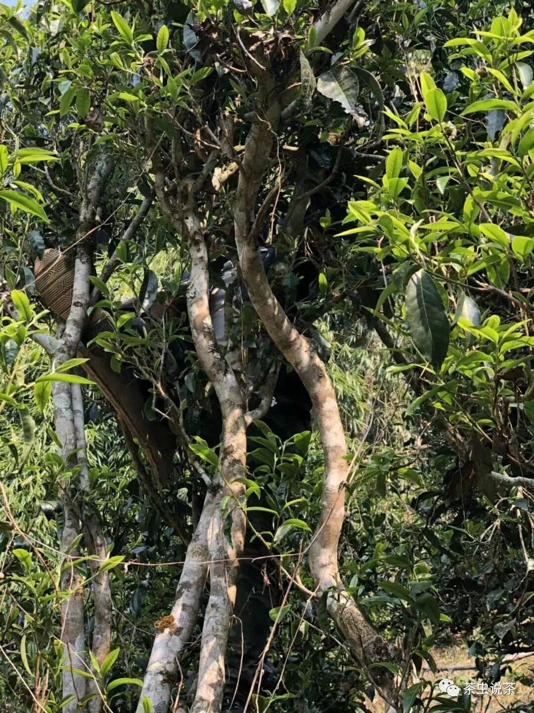 2021年廣別老寨古樹秋茶價格？