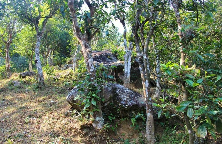 2021年勐宋那卡古樹秋茶特點？
