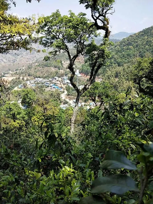 2021年勐宋那卡古樹秋茶價(jià)格？